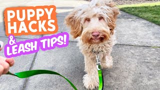 Puppy & Leash Tips that TRULY WORK! 🐶 Nobody talks about these and they