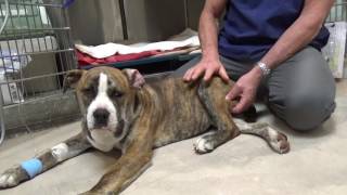 Salmon Poisoning in a Dog