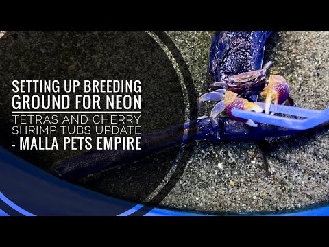 Setting up breeding ground for Neon Tetras and Cherry Shrimp tubs update - Malla Pets Empire