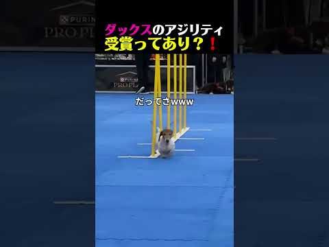 ダックスがアジリティ大会で表彰！？ ガチの理由が可愛すぎるww