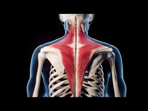 The Trapezius Muscle in Action!