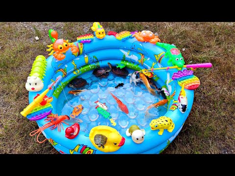 Fishing for Ornamental Fish in the Pond, Koi Fish, Sea Fish, Crocodiles, Real Turtles, Ducks, Frogs
