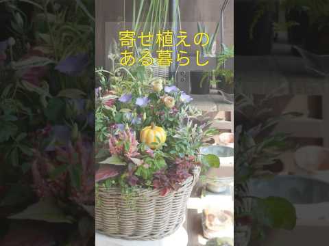 bac-a-fleurs-plantes-idees-deco-vitrine