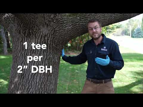 Treating Trees Larger than 20 inches with the Q-Connect