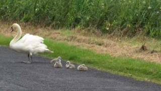 preview picture of video 'Five Little Cygnets Cross the Bundoran Road'
