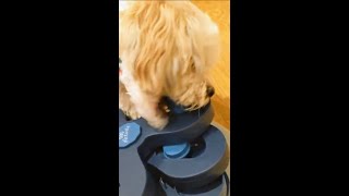 Trixie Flower Tower Activity Strategy Game Level 3