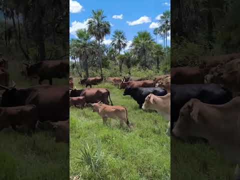 puesto el silencio San Martín 2 Formosa