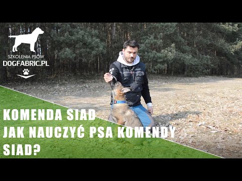 Komenda siad - Jak nauczyć psa siad ?