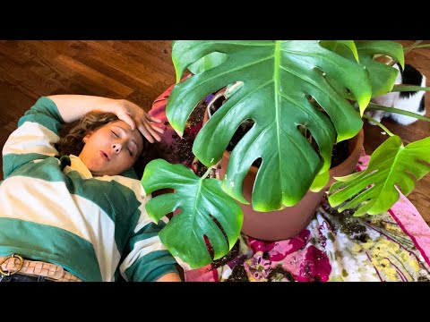 Verkleinerung Ihrer Zimmerpflanzen Teil 1: Umgekehrtes Umtopfen