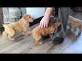 Mini Goldendoodle dogs for sale: Penelope - Video 1