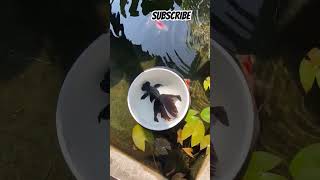 Black Moor Fish #fish #aquarium #trending #fishtank #viral #youtubeshorts #fishlover #goldfish