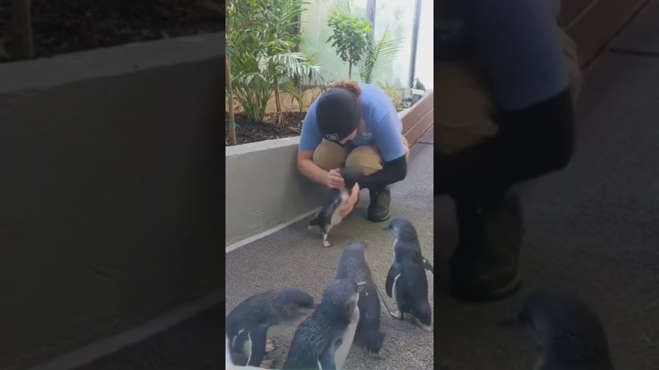 Penguin's Joyful Reunion 🐧❤️: A Keeper's Best Pal! #wildlife #penguin