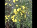Trees Plants And Flowers