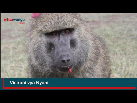 Watch Visirani vya Nyani: Living under the terror of Nakuru's baboons