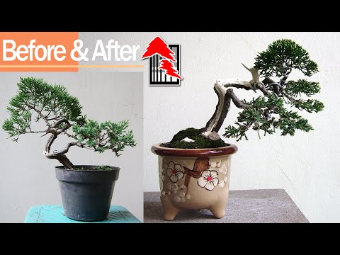 VIDEO How to Make a Chinese Juniper Bonsai Tree by Tedy Boy of Indonesia