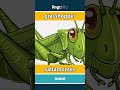 grasshopper - saltamontes video thumbnail