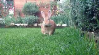 preview picture of video 'Busnago  -  Un coniglio chiamato Laconì (Jessico)'