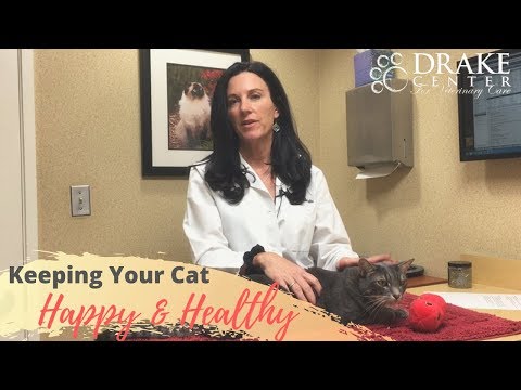 Keeping Your Cat Happy & Healthy