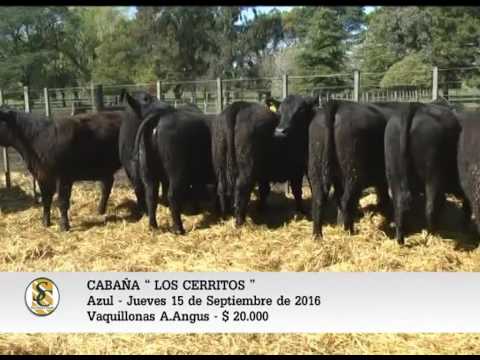 15-09-16 - Venta de Vaquillonas A.Angus - Cabaña Los Cerritos - Azul