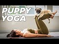 Puppy Yoga Melt Stress With The Cutest Workout Ever ‍ ️ Try This Adorable Workout