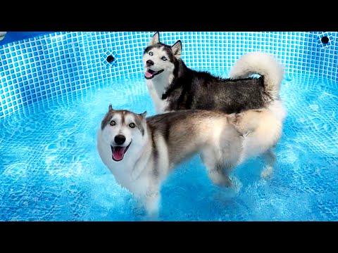 Mein Husky vermeidet das Schwimmen im Pool! Lustiges Hunde video