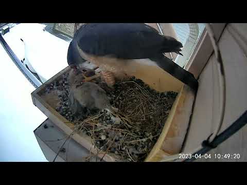 Nature Can Be Cruel, Coopers Hawk and Eurasian Collared Dove Babies