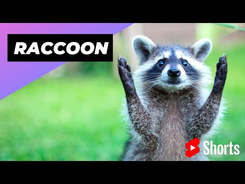 Raccoon 🦝 One Alternative Animal To Have As A Pet #shorts