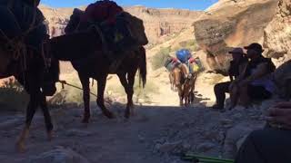 Havasu Falls the hike out Mule Train