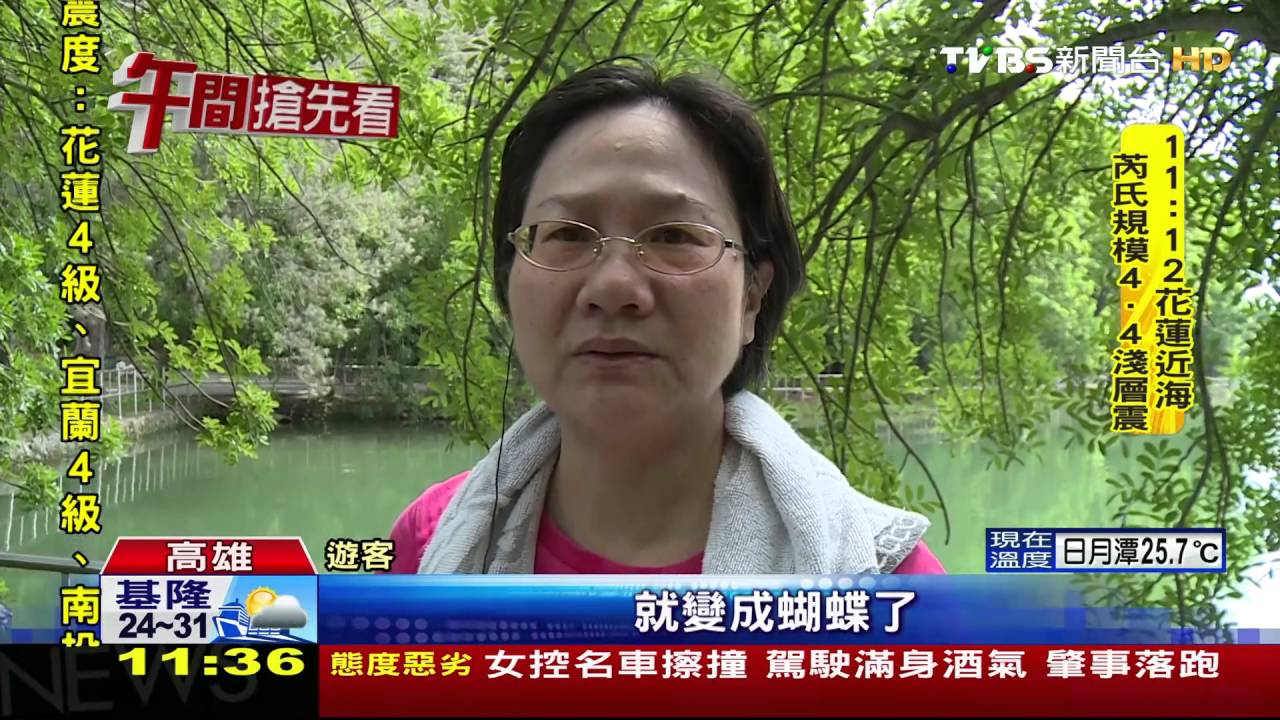 上萬黃蝶漫天飛舞 澄清湖遊客目擊驚艷
