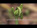 Lengda fern fronds, also known as fiddleheads, make for highly nutritious iron rich forest produce