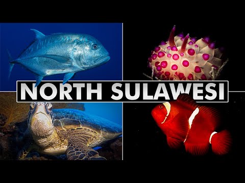 Diving Indonesia: North Sulawesi  (muck diving and coral reefs)
