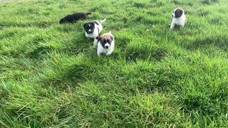 Puppies For Sale On DoneDeal
