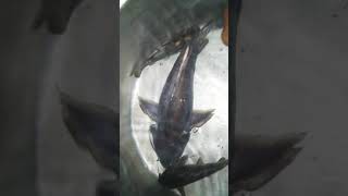 preview picture of video 'GANGA NADI FISH deepak kumar'