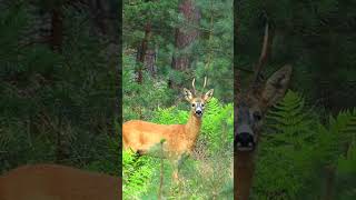 THE PIRAT 🏴‍☠️