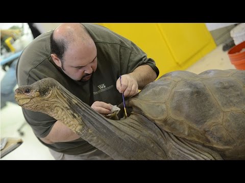 download lagu mp3 mp4 Lonesome George, download lagu Lonesome George gratis, unduh video klip Lonesome George