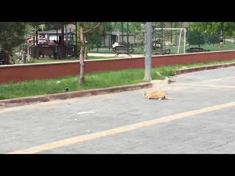 Kedinin güvercin avı