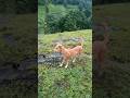 Sukoon Milta Hai Puppy Dekh Ke मेरी जिंदगी K9 Puppy Dog Pets Streetdog Cutedog S
