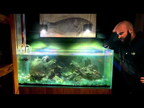 My Home Cichlid Tank Is RUINED...How Will I Fix It??