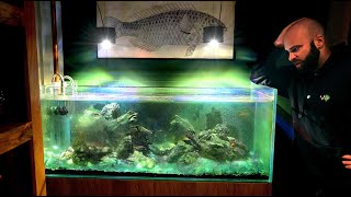 My Home Cichlid Tank Is RUINED...How Will I Fix It??