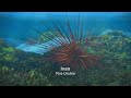 Surf S Up 2007 Ivan The Fire Urchin