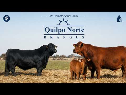 QUILPO NORTE 22 Remate Anual Brangus