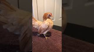Ayam Female #5