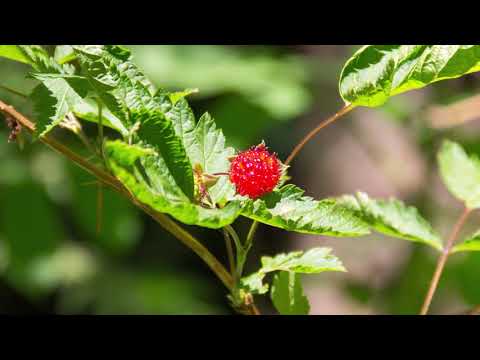 download lagu mp3 mp4 Salmonberry Identification, download lagu Salmonberry Identification gratis, unduh video klip Salmonberry Identification