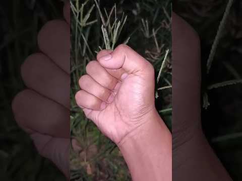 I fell in love with this insect, red dragonfly #dragonfly #insects #animals