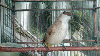 Download lagu Cok..Cok..Cok pancingan trucuk ngriwik langsung mengundang trucukan lawan Nyaut Emosi mp3