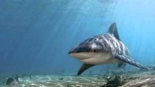 Jaws Unleashed game music- Jaws Theme