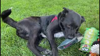 Video preview image #1 Mutt Puppy For Sale in Fargo, ND, USA
