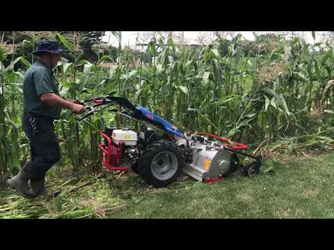 BCS 853 2 Wheel Tractor and Flail Mower Mowing Corn Stalks