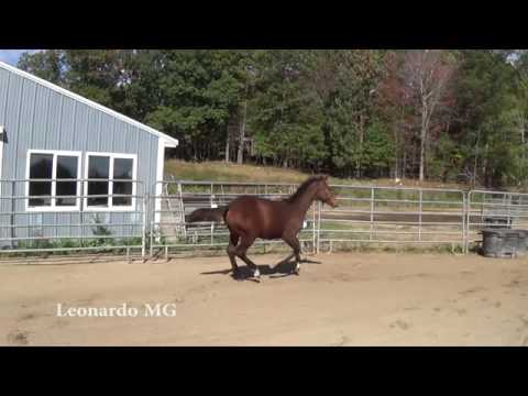 Leonardo MG (George Clooney x Farrington)