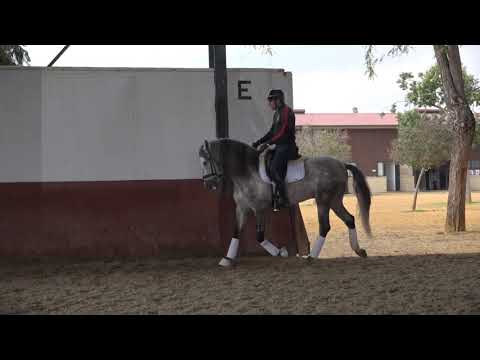 Stunning PRE Stallion 2015 with flying change 167cm piro-neg